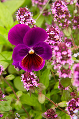 pink and purple flowers