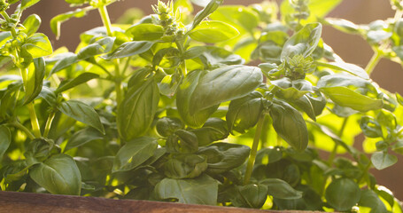 Closeup shot of fresh basil leaves in a sunny garden.