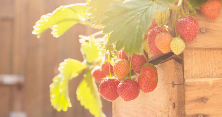 Closeup shot of fresh organic strawberries in a sunny garden.