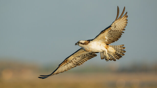 Flying osprey