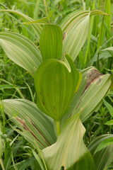 natural background with green leaves of wild-growing plant Chemeritsa