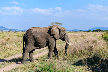 Naklejka na ściany i meble African elephant (Loxodonta) at the Serengeti national park, Tanzania. Wildlife photo