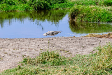 Nile crocodile (Crocodylus niloticus) resting in a water at Serengeti national park, Tanzania. Wildlife photo