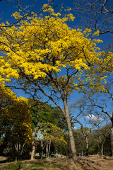 Flowering Araguaney trees during Holy Week. View of Ávila from the Parque del Este in Caracas, Venezuela