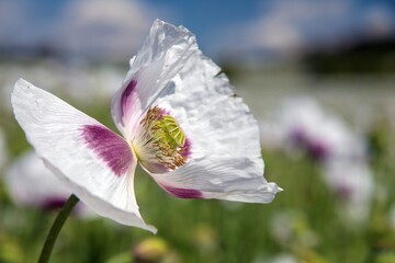 white opium poppy flower, in latin papaver somniferum