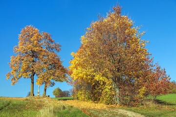 yellow deciduous trees autumn landscape view