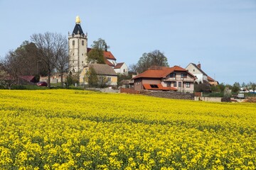 Rapeseed field and Budisov village