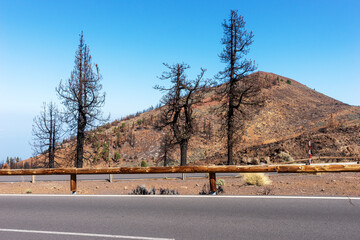 Burnt trees on the road. Fire disaster in 2023 in Tenerife. Canary Islands. Spain