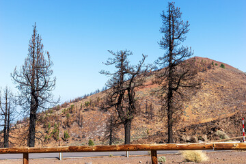 Burnt trees on the road. Fire disaster in 2023 in Tenerife. Canary Islands. Spain