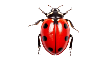 Fotobehang top view ladybug isolated on white transparent background © AiDesign