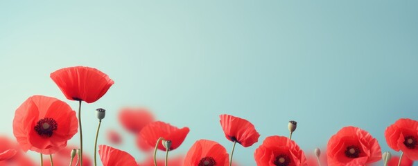 Red poppy flowers on pastel background.  - obrazy, fototapety, plakaty