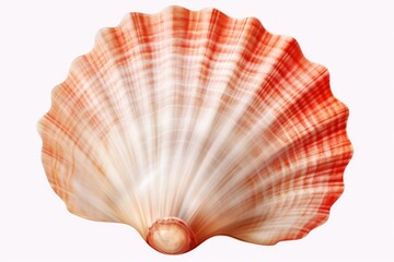 Seashell isolated on transparent or white background