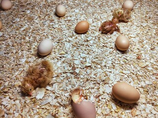 birth of two chicken chicks
