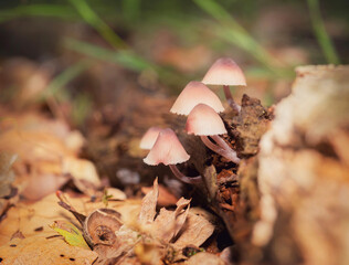 mushrooms in the forest