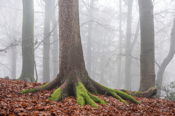 trees in the fog