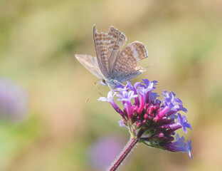 butterfly on lavender