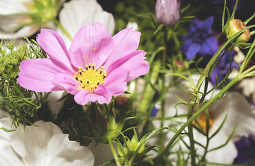 flowers in the garden