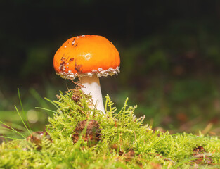 red mushroom in the forest