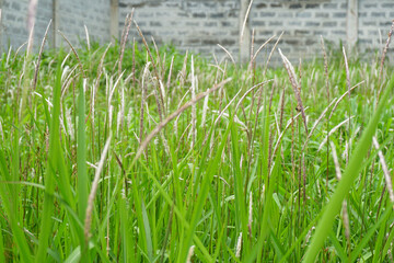 Imperata cylindrica in the beautiful wild nature