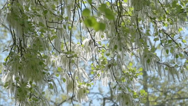 White Poplar catkins (Populus alba) in spring
