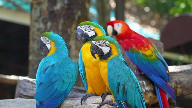 Group of colorful macaw on the tree. Beautiful nature of wildlife closeup face of a parrot is blue yellow on the green background.