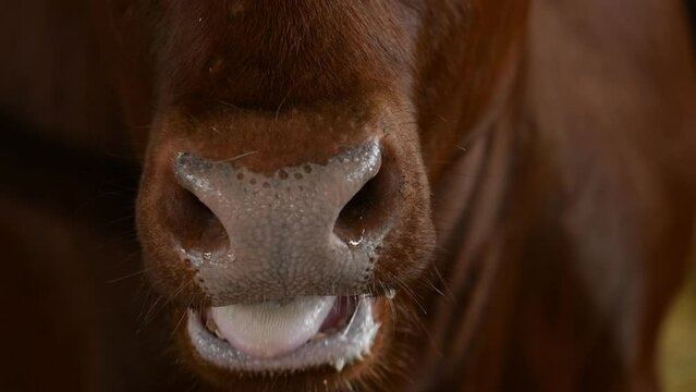 Closeup of cow's mouth and nose, dairy cattle re-chewing cud with saliva on farm