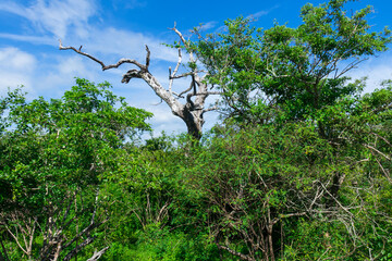 Safari in Sri Lanka National Park