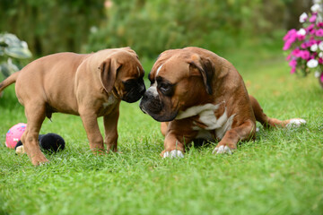 Boxerwelpen 352