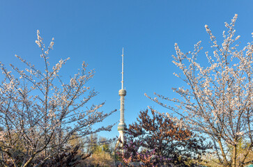 blooming sakura trees Tashkent TV tower scenic view from Japanese garden (Tashkent, Uzbekistan)	