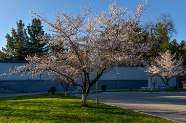 blooming sakura trees in  Japanese Garden (Tashkent, Uzbekistan)