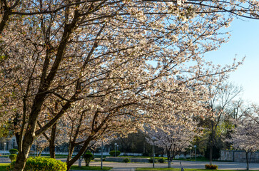 blooming sakura trees in  Japanese Garden (Tashkent, Uzbekistan)