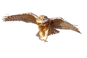 Isolated Owl. White background. Little Owl. 