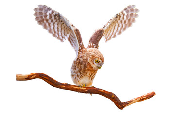 Isolated Owl. White background. Little Owl. 
