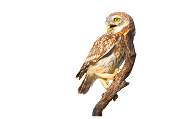 Isolated Owl. White background. Little Owl. 