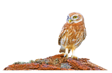 Isolated Owl. White background. Little Owl. 
