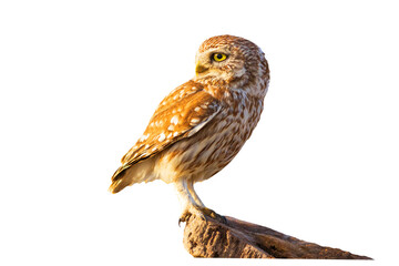 Isolated Owl. White background. Little Owl. 