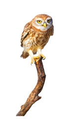 Isolated Owl. White background. Little Owl. 