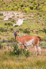 Alpacas in Torres del Paine National Park, in Chilean Patagonia