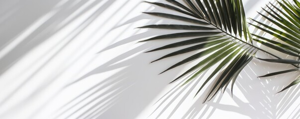 Tropic palm leaves on white wall background. 