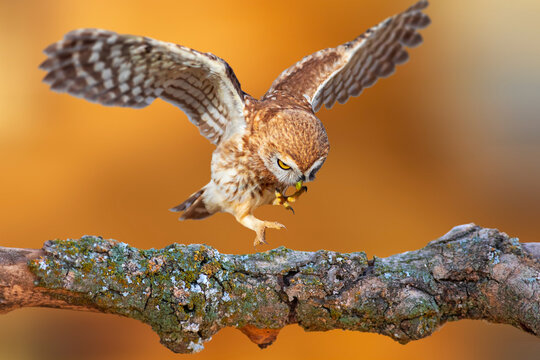 An owl photographed in impressive natural scenery. Little Owl. Colorful nature background.