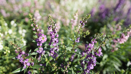 Angelonia goyazensis Benth flower in flower field