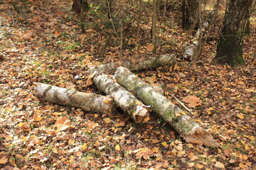 A broken birch trunk on the ground. Russia.