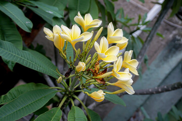 Yellow plumeria or frangipani flowers which are commonly found in South East Asian countries such as Indonesia, Singapore, Thailand as well as Hawaii