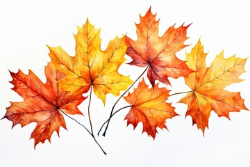 Fototapeta premium Three Maple Leaves in Vibrant Autumn Colors