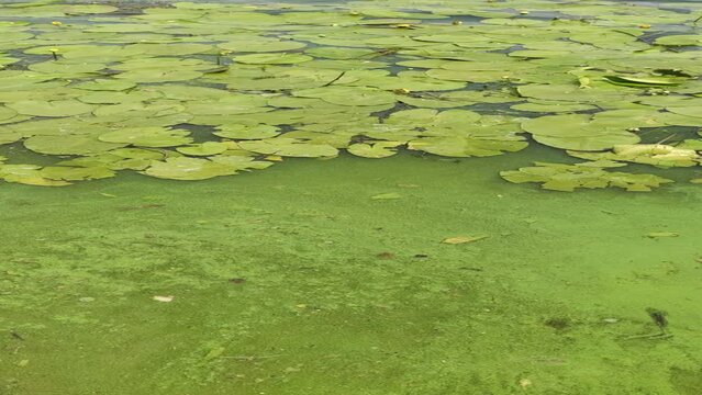 The blooming green water looks like a swamp with water lilies on the surface. Environmental pollution concept, natural phenomenon. green mud on the water, landscape with a lake