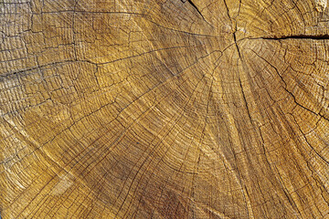 Fototapeta premium background texture slice wood