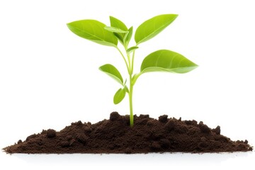 Young green plant in soil isolated on transparent or white background