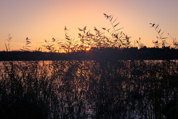 Setting sun shines through dense coastal grass on lake shore, Karelia, Russia