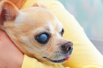 An old chihuahua dog with cataracts in its eyes.