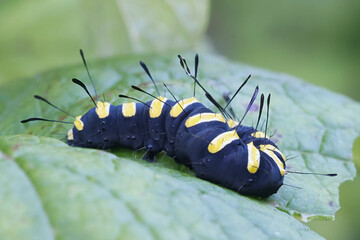 Alder moth, Acronicta alni, black caterpillar with yellow stripes